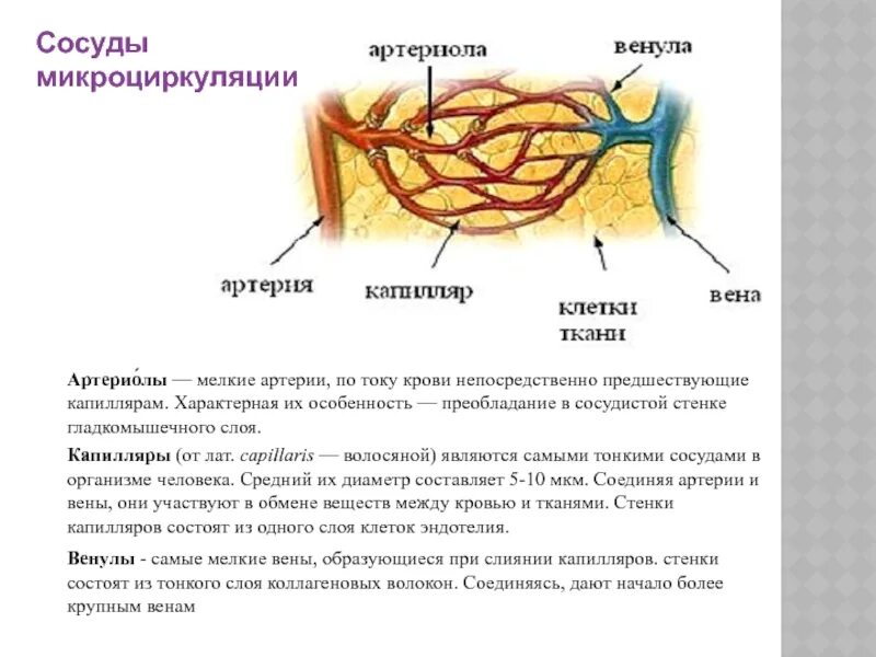 Стенки капилляров состоят из одного слоя. Стенки капилляров состоят из одного слоя