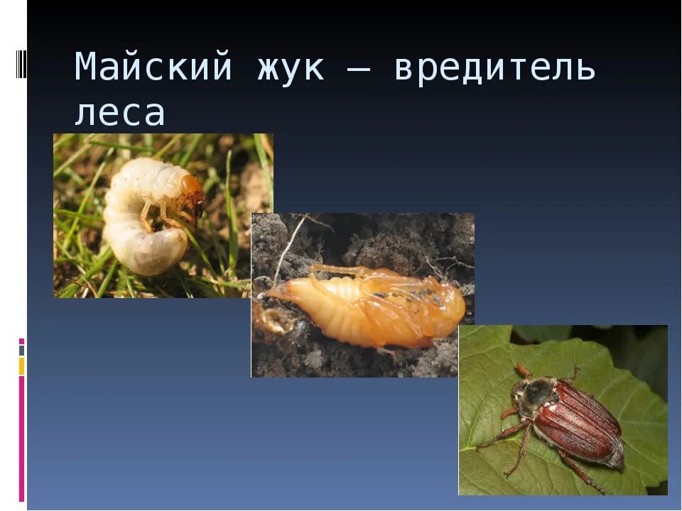 Майский жук какое превращение