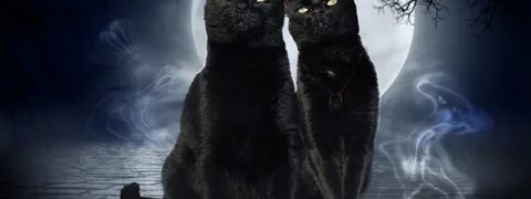 Кошка призрак