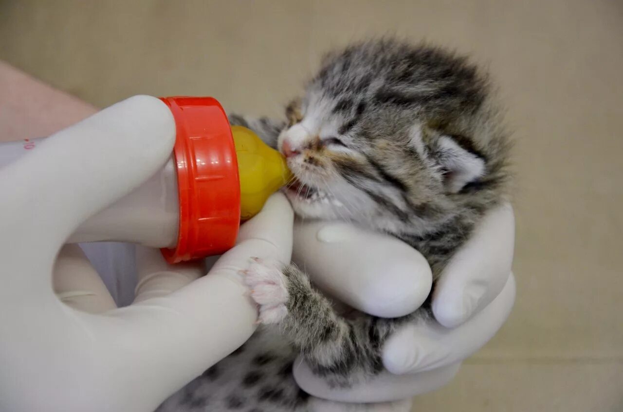 Кошка не кормит котят что делать. Котенок пьет из бутылочки. Вскармливание котят. Котенок пьет молоко из бутылочки. Искусственное вскармливание котят.