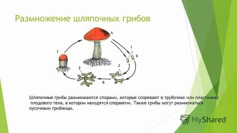Размножение спорами относится к. Шляпочные грибы строение размножение. Размножение шляпочных грибов схема. Строение шляпочного гриба споры. Размножение грибов спорами рисунок.