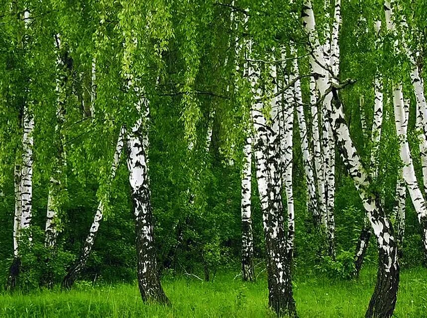 черемуха березовая роща. берёза тополь ива вместе. березки тополя. березки тополя. тополь дрожащий (осина) – populus tremula.