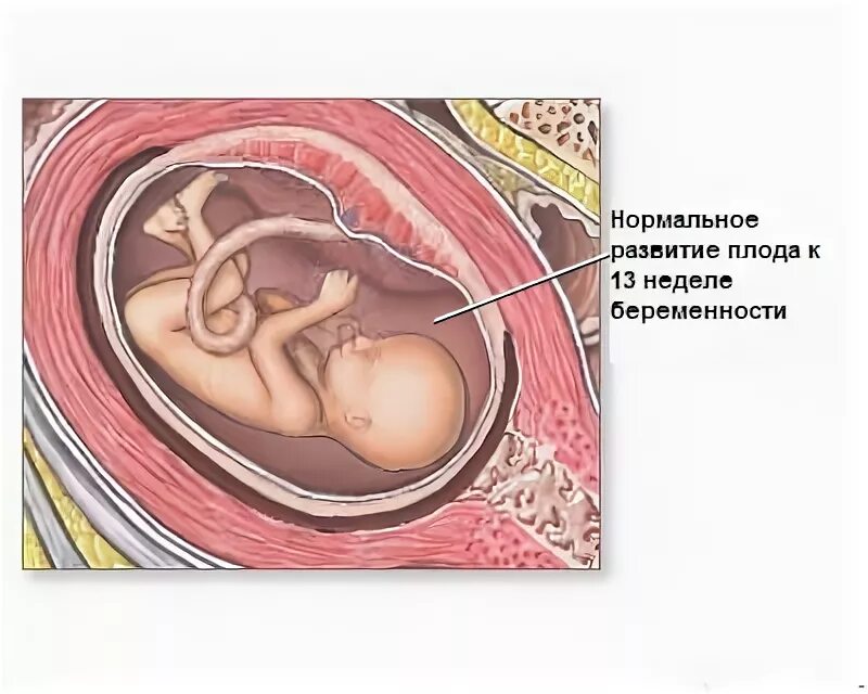 Можно почувствовать шевеление на 15 неделе. Матка ребенок 17 неделя беременности. 17 Недель беременности шевеление плода. Матка при беременности 11 недель. 15 Недель беременности.