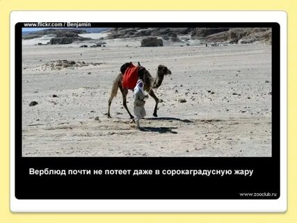 Интересные факты о верблюдах