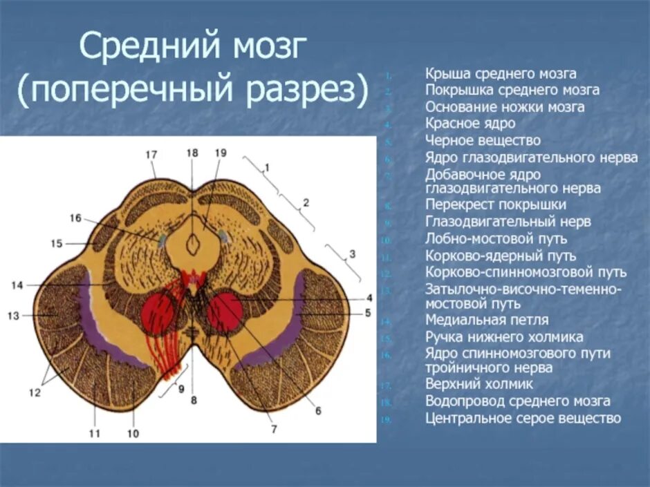 Средний мозг включает в себя