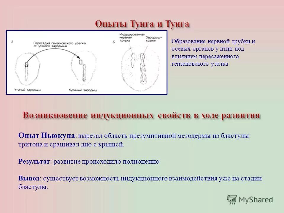 Образование неспециализированной клеточной массы развитие генеративных