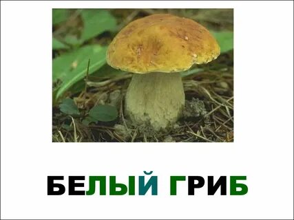 Речь белого гриба