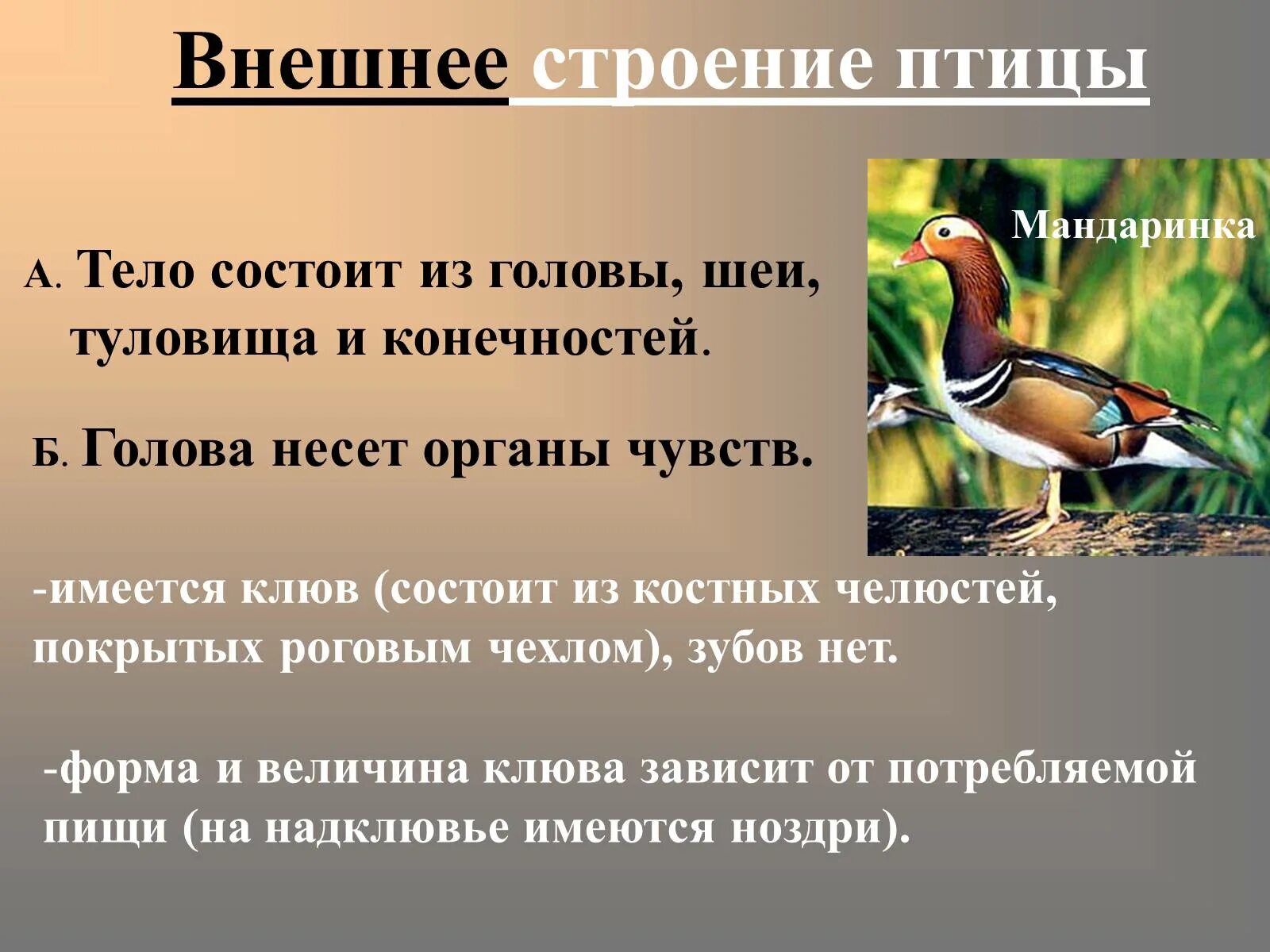 Информация класс птиц. Презентация по биологии о птицах. Класс птицы презентация. Внешнее строение птиц. Презентация на тему класс птицы.