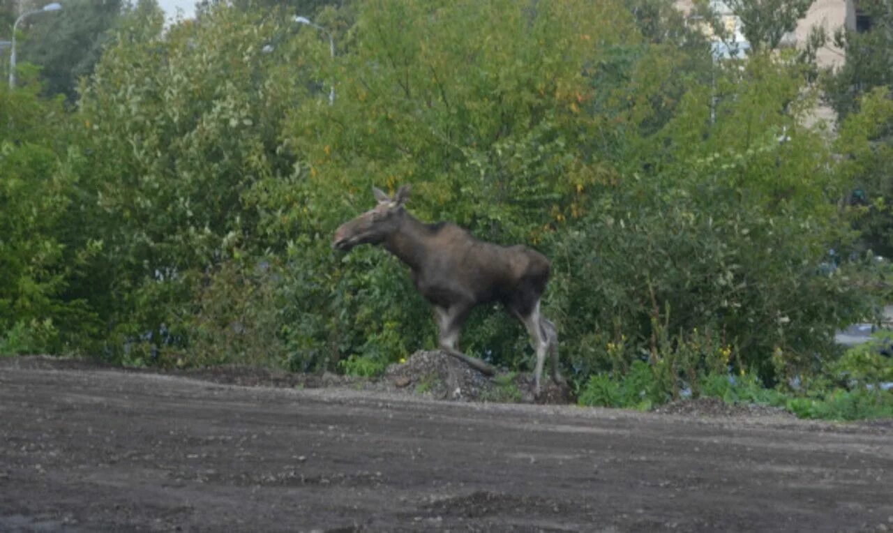 Лось в Самарской области.