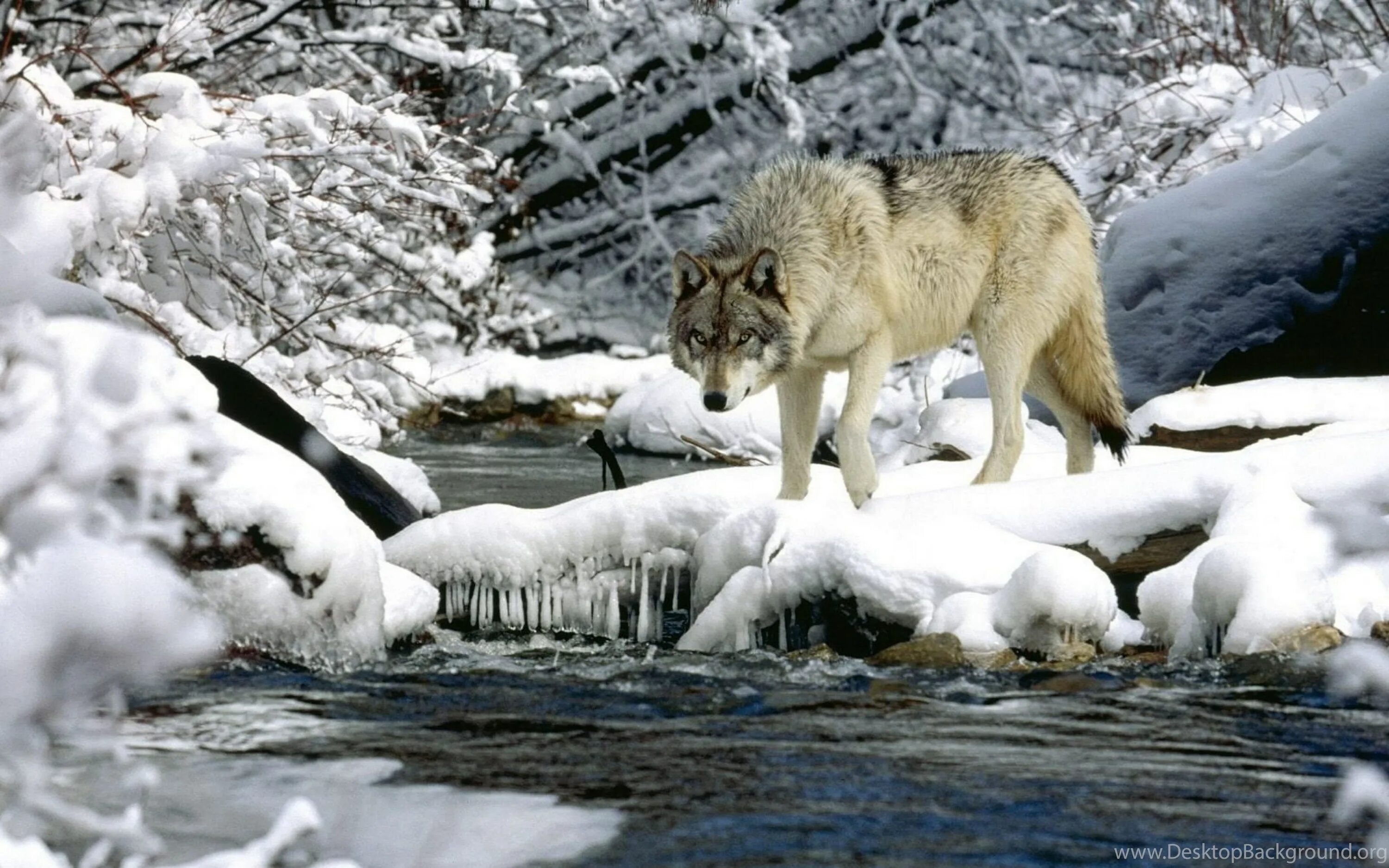 Про зверей слушать. Волк зимой. Звери в зимнем лесу. Красивые зимние пейзажи с животными. Волк весной.