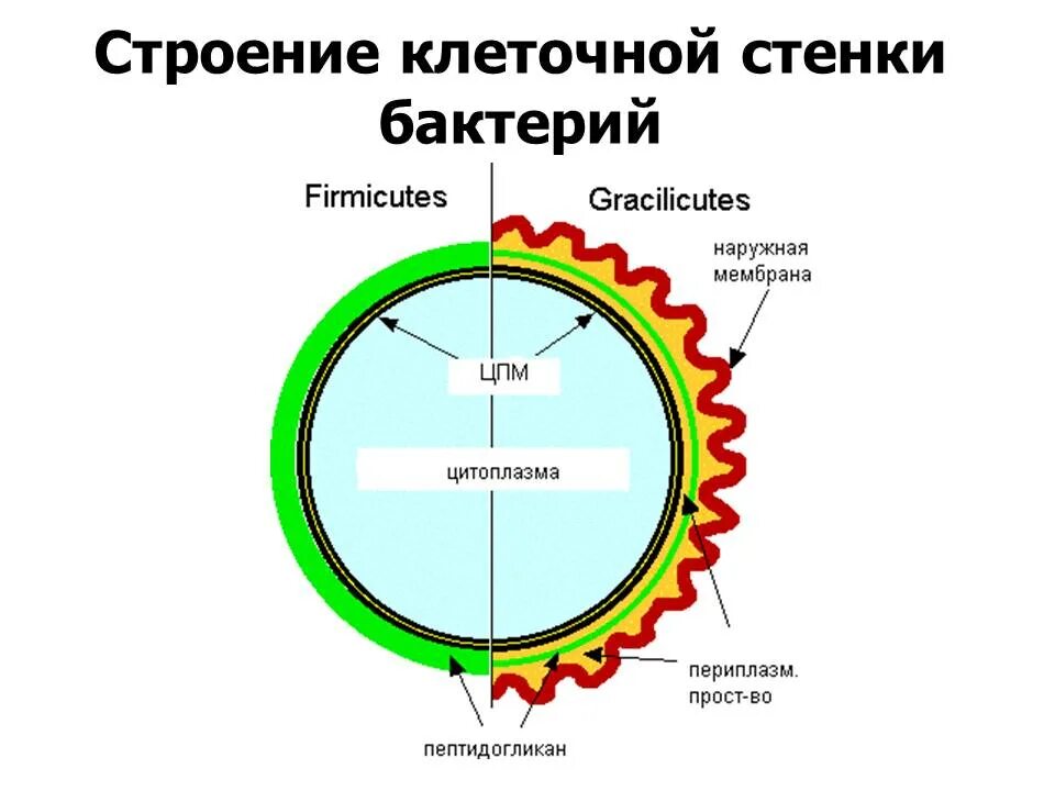 Клеточная стенка бактерий выполняет функции. Молекулярное строение клеточной стенки бактерий. бактерии без клеточной стенки. химическое строение клеточной стенки. грациликуты клеточная стенка.