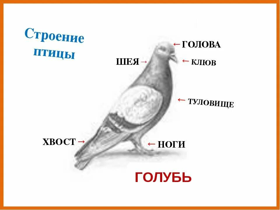 Внешнее строение птиц. Назвать части тела птицы. Внутренне строение птиц схема. Строение птицы для дошкольников. Строение птицы 1 класс.