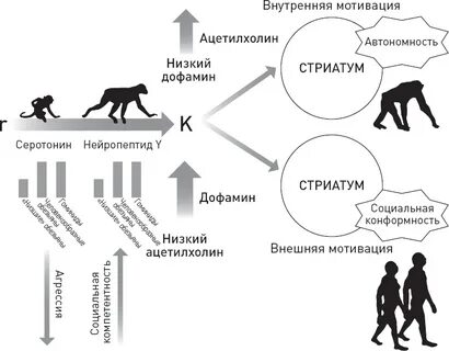 Способности человека и животного
