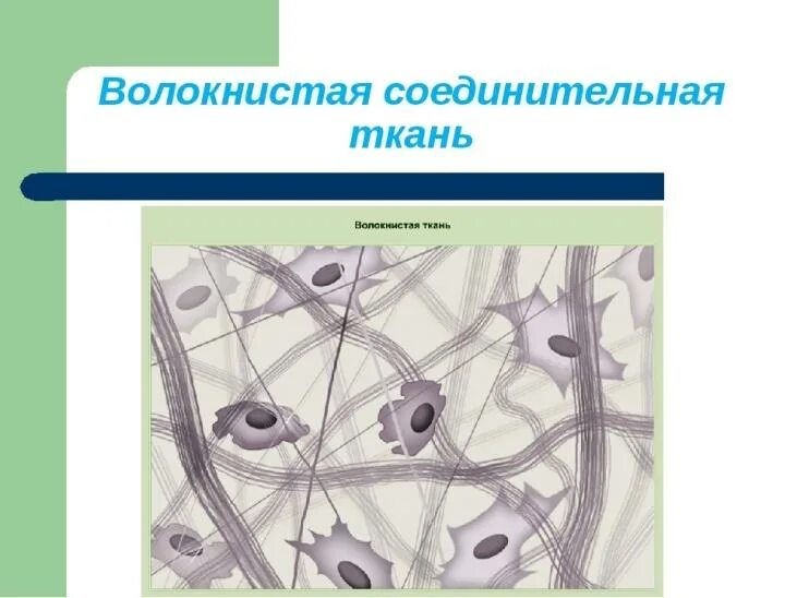 Рыхлая ткань животных. Волокнистые соединительные ткани и соединительные ткани. волокнистая соединительная ткань. волокна рыхлой волокнистой соединительной ткани. соединительная ткань собственно соединительная волокнистая.
