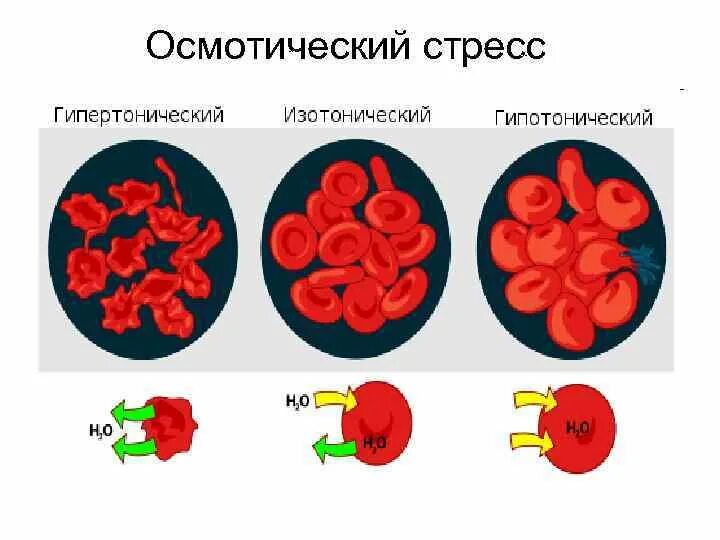 Цветок стресса. Осмотический стресс. Осмотический стресс растений. Осмотический и окислительный стресс. Осмотический.