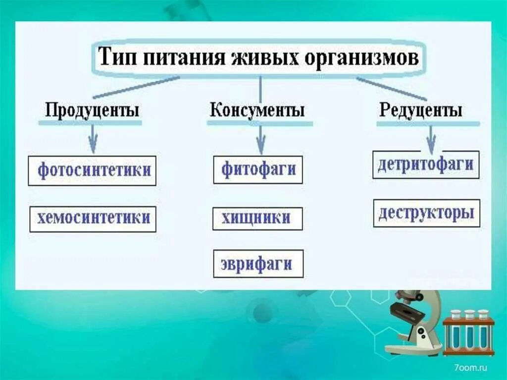 Какой способ питания типичен для продуцентов любой