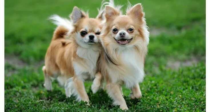 Как выглядит чихуахуа собака взрослая Pin by Olya Lysak on Собаки чихуахуа Chihuahua puppies, Baby dogs, Teacup chihua