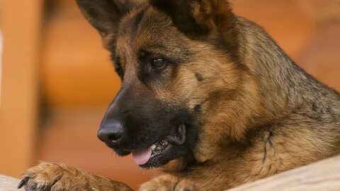 Shepherd dog