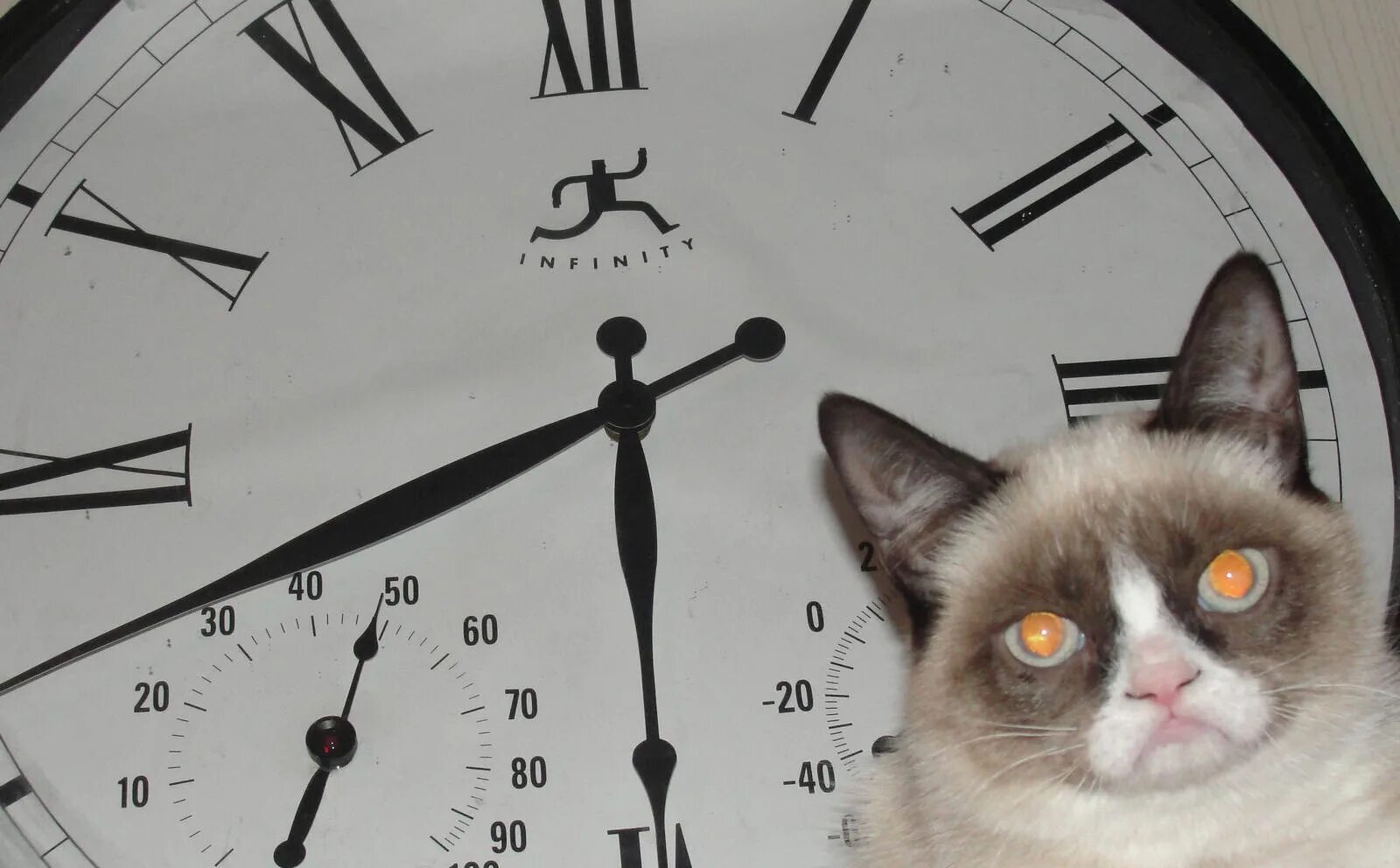 Cat looking at the Clock. Кошка в Париже. Кошка в Париже фото. Grumpy Cat big Ben.