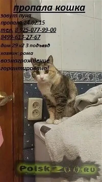 Пуня что это