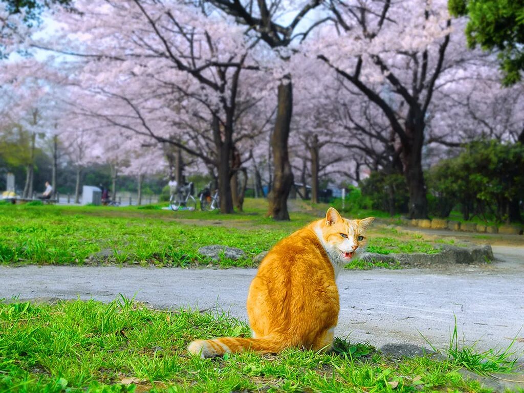 Поймать налету. Предложение со словосочетанием поймать на лету. На лету наречие как пишется. Русский язык 7 класс ладыженская 281. Дивертисмент самара.