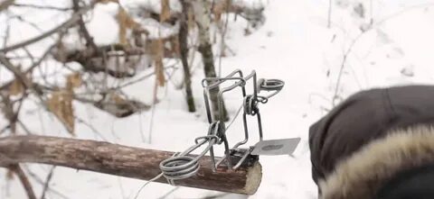 Куница самоловы