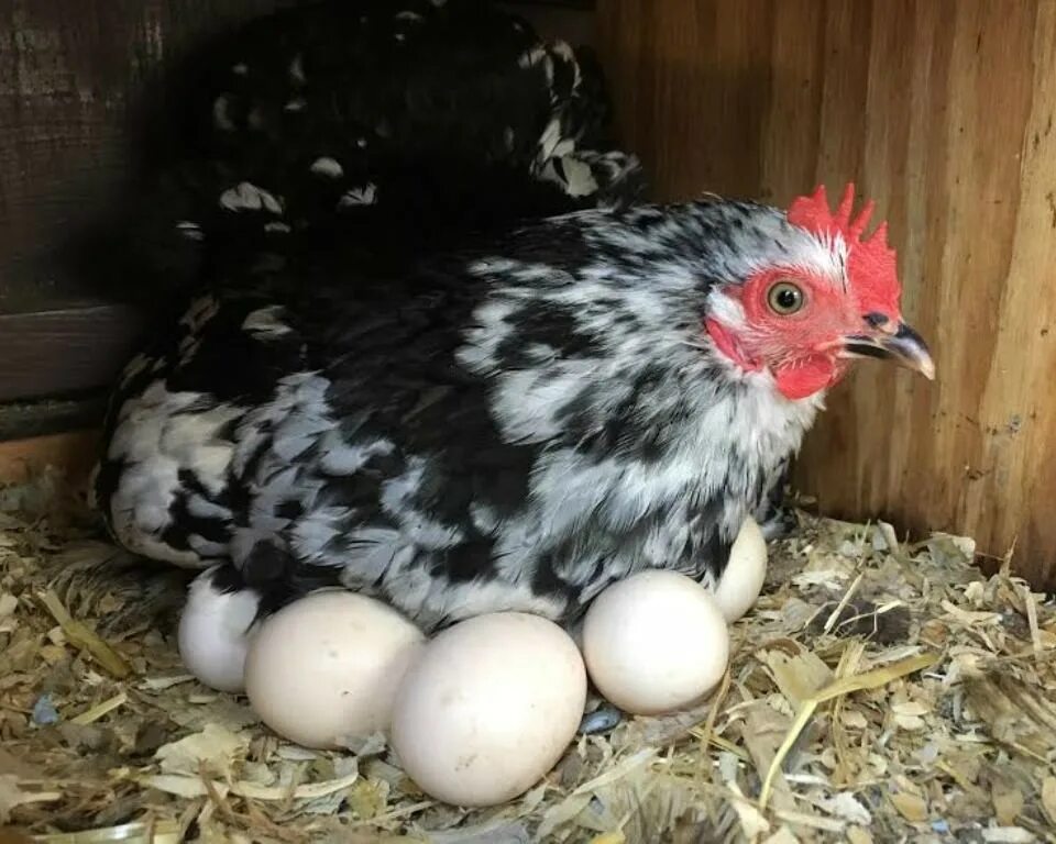 Сколько дней курица высиживает яйца до цыпленка. Курочка Ряба порода кур. Рябые породы кур. Наседка курица высиживает яйца. Наседка Ряба.