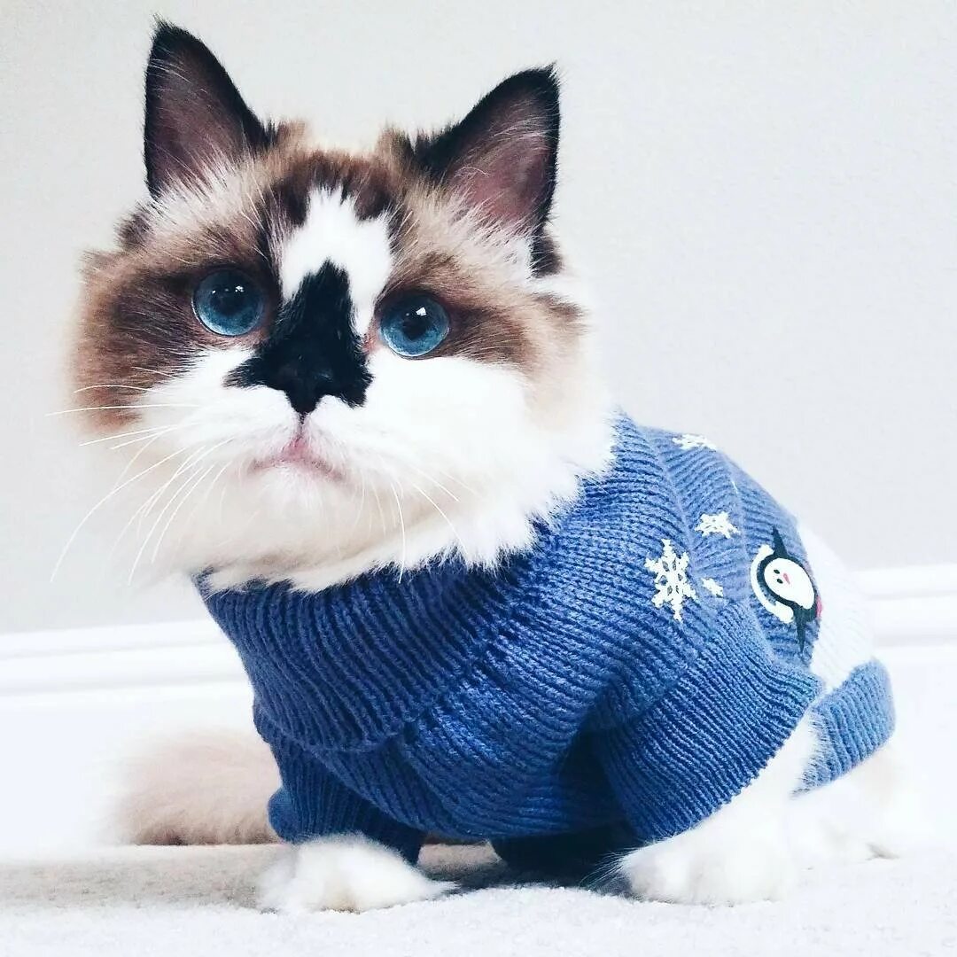 Популярные котики с одеждой