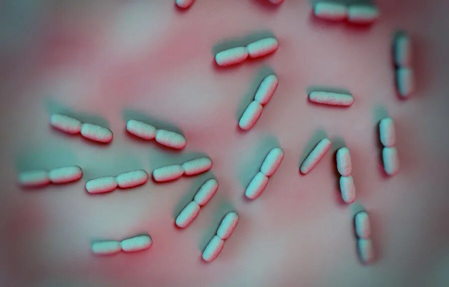 Listeria rj. Listeria monocytogenes. листерии микробиология. устойчивость листерии.