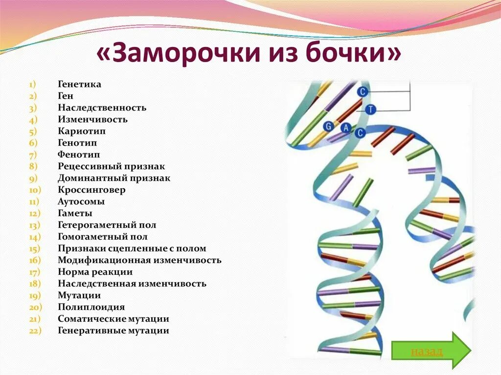 Основы генетики презентация. Основы наследственности генетика. Гены генетика. Генетика человека биология.