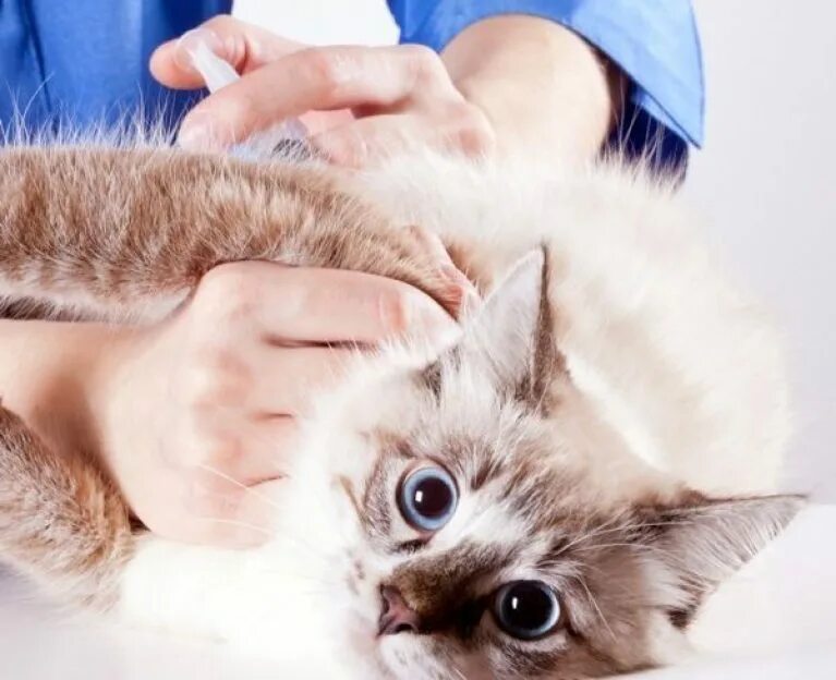 Вакцинация кошек какие. Вакцинация кошек. Кошачьи вакцины. Вакцины для кошек. Вакцинация кошек фото.