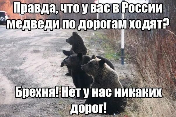 А правда что у вас медведи по дорогам ходят. Говорят в России медведи по дорогам ходят. Медведи ходят по дорогам. Шутки про медведя.