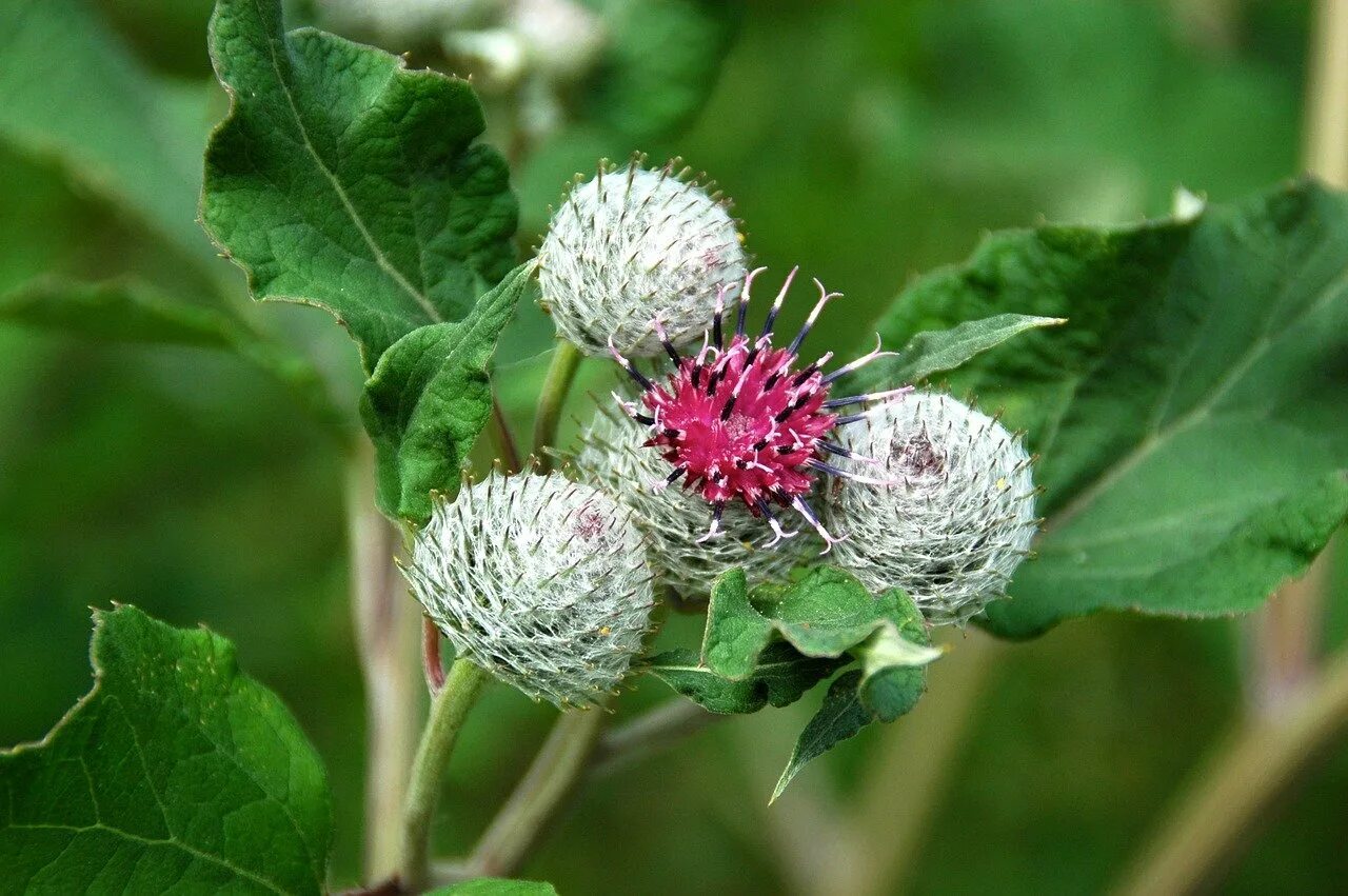 Красный лопух. Репей лопух. Репейник растение. Лопух большой Arctium Lappa. Репейник цветок лопуха.