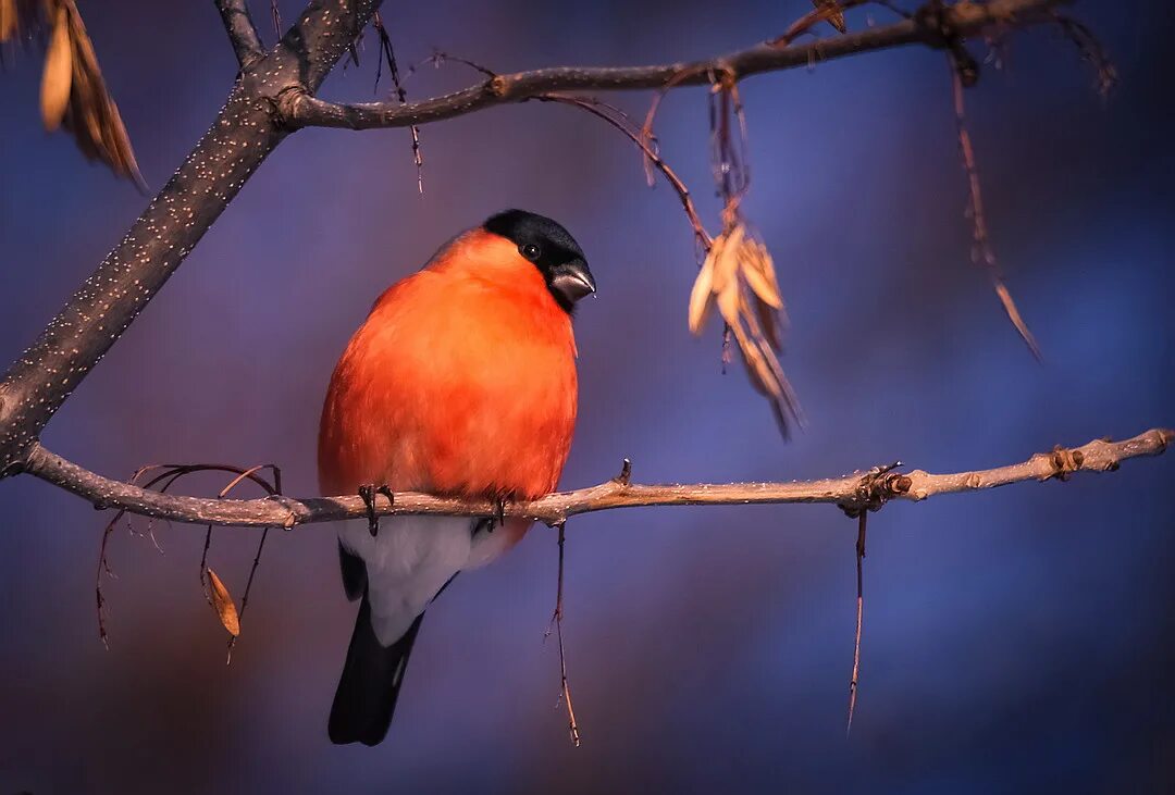 Красногрудый снегирь. Желтогрудый снегирь. Желтогрудый снегирь. Снегирь обыкновенный pyrrhula pyrrhula. Снегирь птица.