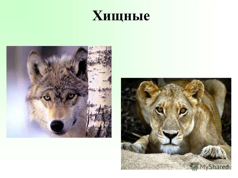 Хищники 5 класс