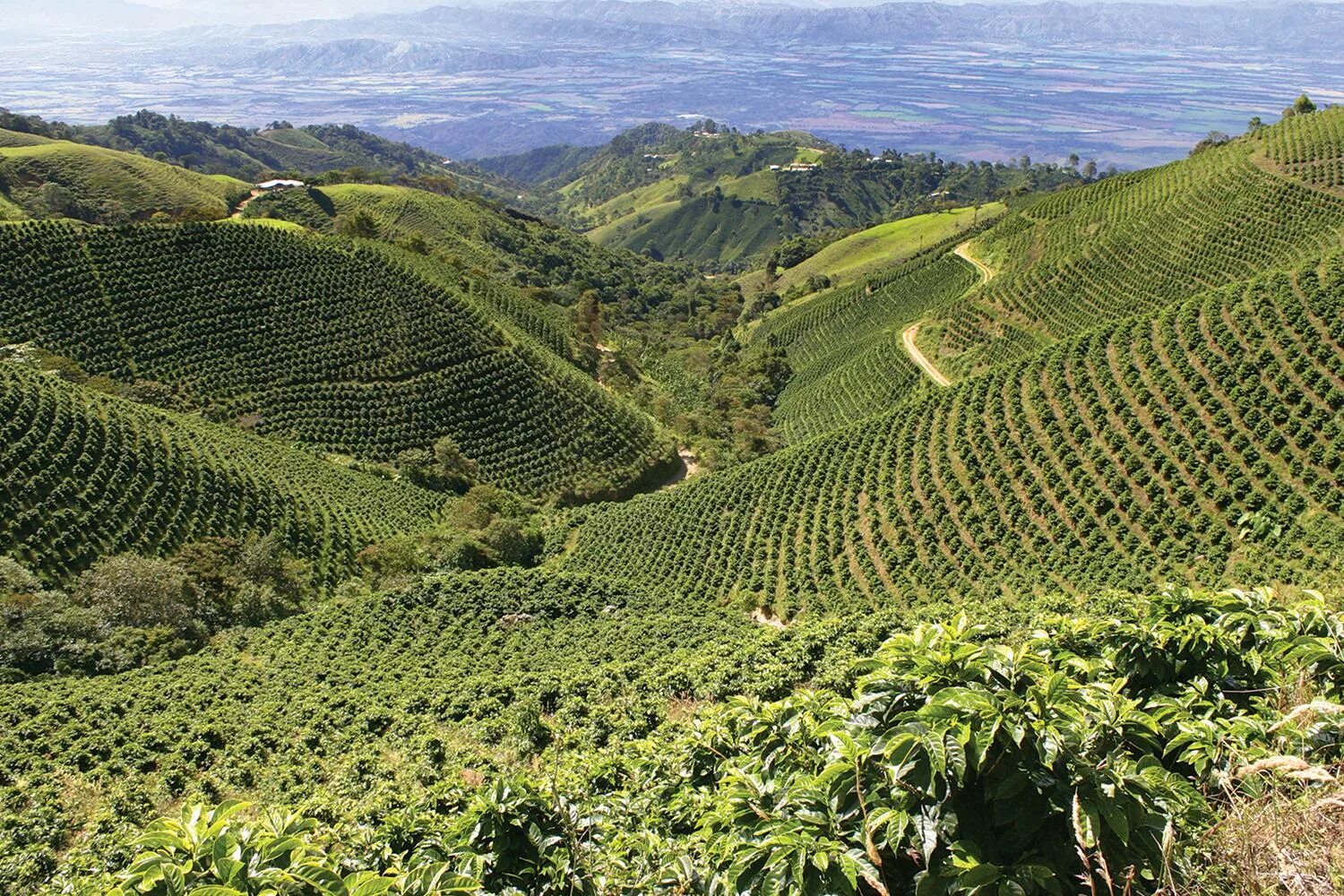 Колумбия страна кофе. Колумбия кофейные плантации. Кофейный культурный ландшафт Колумбии. Плантации кофе в Колумбии. Анды Колумбия кофейные плантации.
