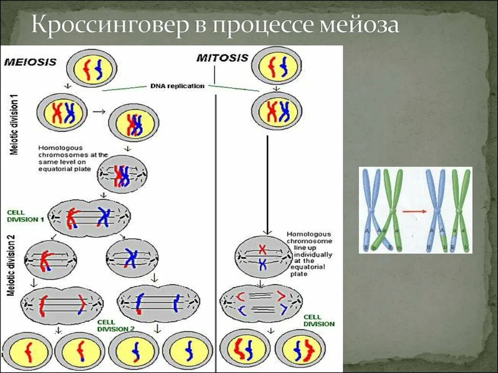 Кроссинговер хромосом в мейозе и митозе. Кроссинговер в профазе. Кроссинговер в мейозе. Кроссинговер происходит в. Кроссинговер фаза мейоза.