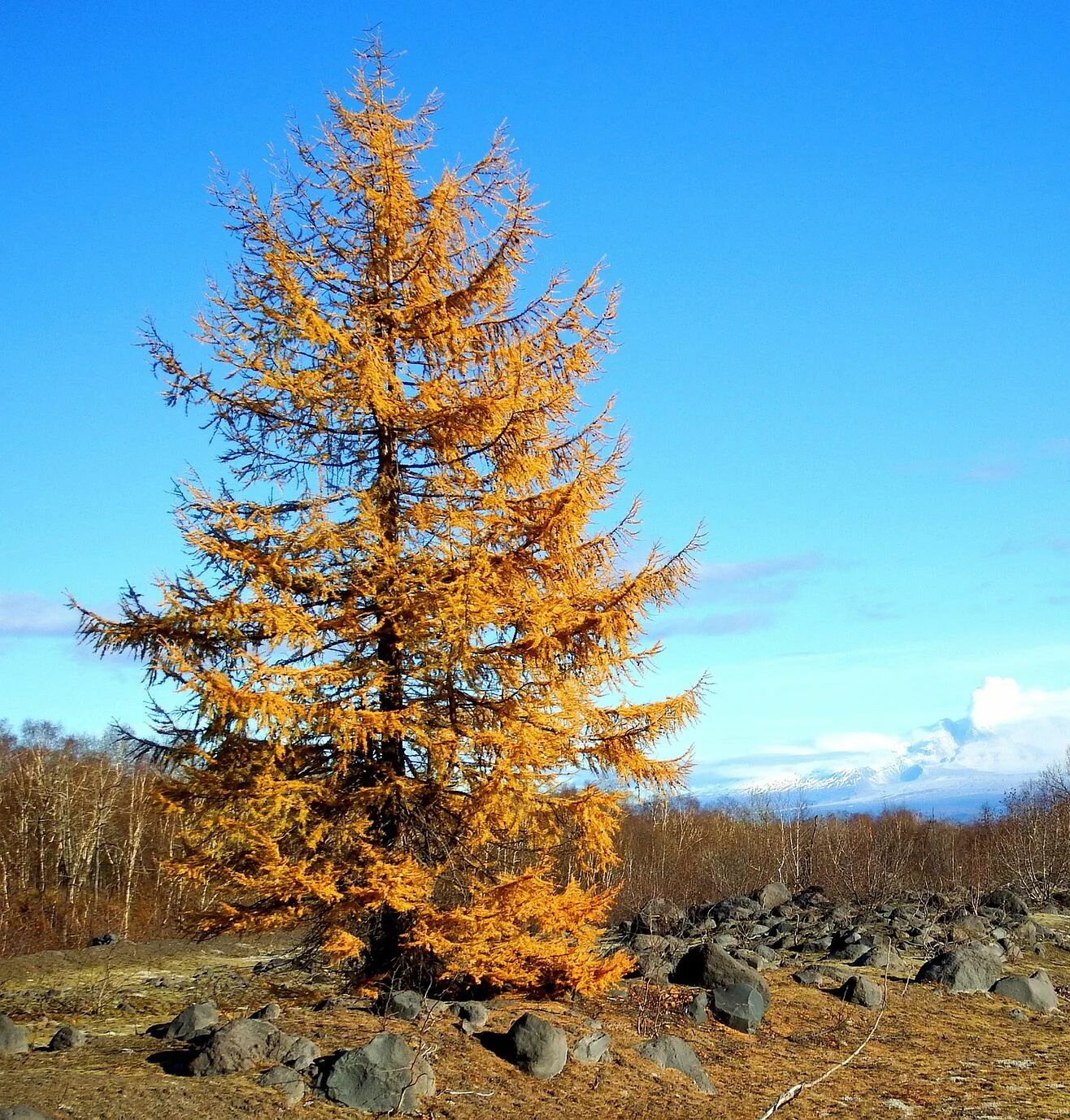 Лиственница Сибирская Larix sibirica. Лиственница Сибирская Тайга. Лиственница Сибирская пирамидальная. Лиственница Кавказская.