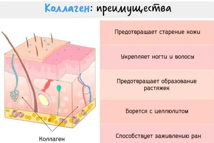 Свойства коллагена. Коллаген для кожи. Коллаген нужен для. Строение кожи коллаген. Коллагеновые волокна кожи.