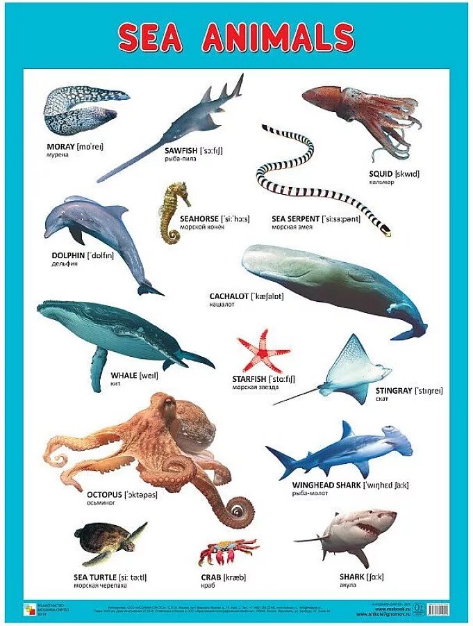 Морские обитатели названия. Название морских животных. Плакат "морские обитатели". Обитатели моря для детей.
