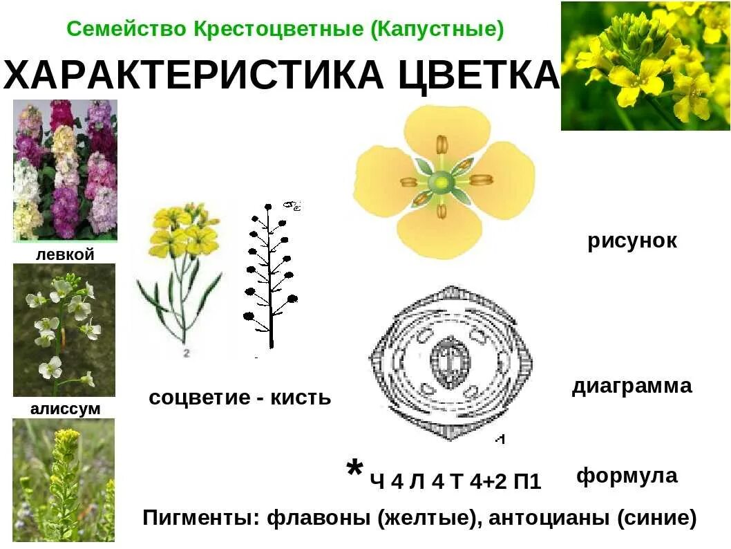 Крестоцветные капустные формула цветка. Семейство крестоцветные строение цветка. Формула цветка крестоцветных растений. Семейство крестоцветные соцветие.