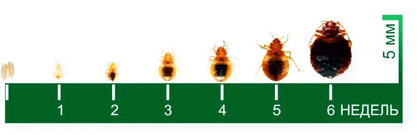 Имаго постельного клопа. Стадии роста клопа постельного. Цикл развития постельного клопа. Постельный клоп стадии развития. Стадии взросления клопа постельного.