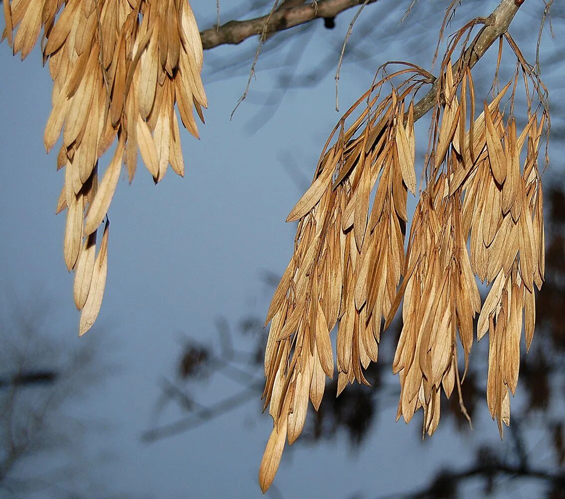 Как выглядят семена клена и ясеня. Ясень пенсильванский Fraxinus pennsylvanica. Клён ясенелистный семена крылатка. Ясень пенсильванский, пушистый (Fraxinus pennsylvanica). Ясень пенсильванский (Fraxinus pennsylvanica Marsh.)
