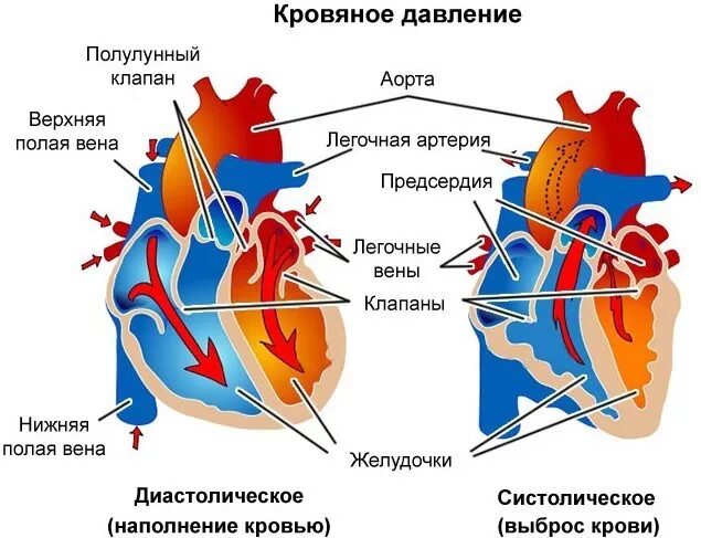 Патология ад. Сердце давление. Артериальное давление сердце. Низкое сердечное давление причины.