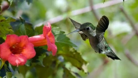How do hummingbirds help flowering plants