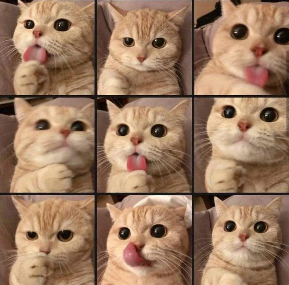 Хочешь почистить. Мемы с котами. Девочка чистит зубы. Помыл компьютер. Женщина уборка.