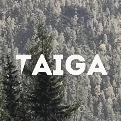 Тайга 2024 дата выхода. Группа Taiga.