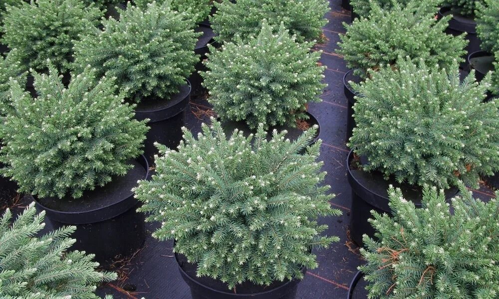 Ель колючая picea pungens. Ель сибирская picea obovata. Ель обыкновенная глаука. Ель низкорослая сорта до трех метров. Какие ели низкорослые.