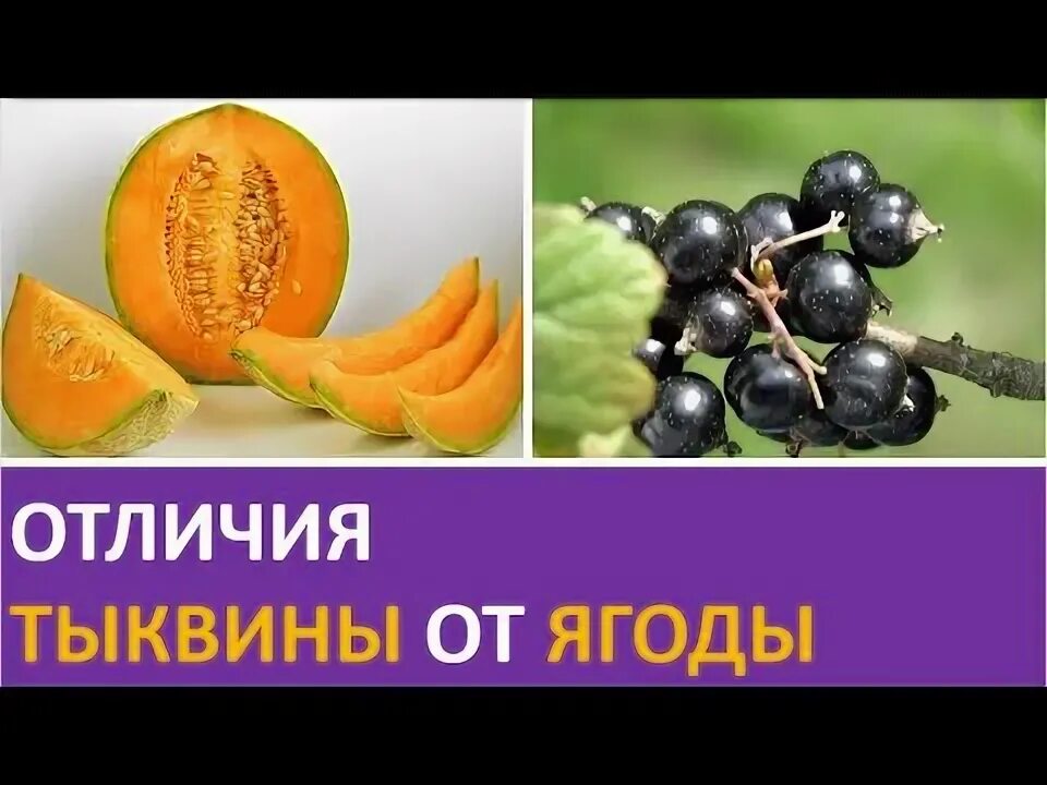 Тыквина это ягода. Отличие ягоды от тыквины. тыквина ягода отличия. плод тыквина чем отличается от ягоды. чем ягода отличается от тыквины и похожи.