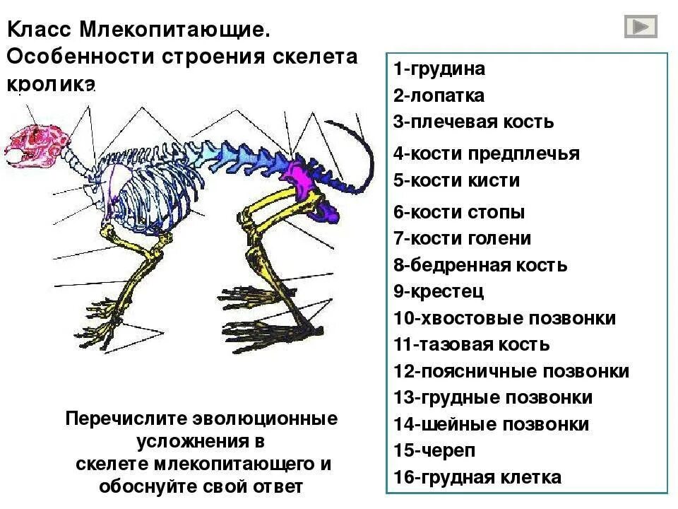 Скелет млекопитающего 7 класс биология. Скелет млекопитающих анатомия. Скелет кролика внутреннее строение. Строение скелета млекопитающих 7 класс биология.